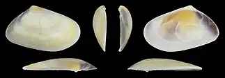 Donax trunculus trunculus var. flaveoluslinke Klappe