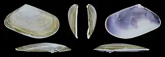 Donax trunculus trunculus var. subplanuslinke Klappe