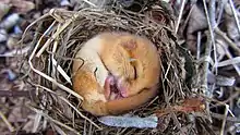 In ihrem Nest zusammengerollte schlafende Haselmaus