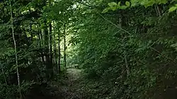 Steckenweg, kurz nach dem Aussichtspunkt oberhalb des Wallenmahd in Dornbirn