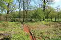 Frühling im Rombergsiepen
