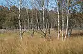 Dosenmoor im Herbst