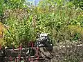 Heil- und Kräutergarten Dr. Bruker
