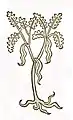 Abbildung zum Kapitel „Dragantum“ im Hortus sanitatis 1491