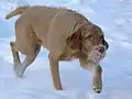 Vizsla, Drahthaar (FCI 239)