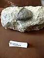Dreiecksmuschel Trigonia costata