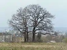 Eichen des Moreau-Denkmals in Dresden