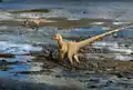 Dromaeosaurus