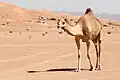 Dromedare als lokale Wüstenfauna