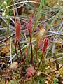 Drosera anglica in einem Hochmoor in Nordwestdeutschland
