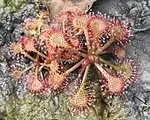 Drosera tokaiensis, Toyohashi, Aichi Präfektur, Japan.