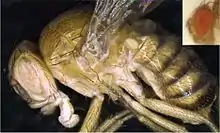 Mikroskopieaufnahme von Drosophila synthetica und Drosophila melanogaster