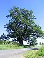 Stieleiche (Quercus robur) in der Vegetationsperiode