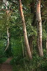 Moor-Birken (Betula pubescens) am Wegrand