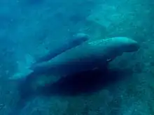 Dugongs an der Nordküste Osttimors