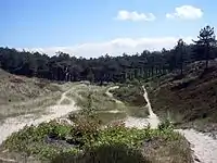 Dünenlandschaft