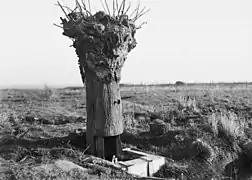 Die Attrappe eines Baumes wird in der Schlacht bei Messines auf dem Hügel 63 als Beobachtungsposten  verwendet (Belgien am 7. Juni 1917)