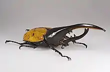 Herkuleskäfer