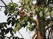 Dysoxylum alliaceum (ähnliches Bild) (Blätter und Samen)