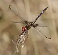 Dythemis fugax
