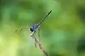 Dythemis nigrescens