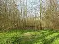 Teich im Park
