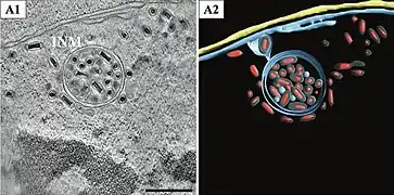 In einem Vesikel mit Doppelmembran eingeschlossene Virionen. Balken 500&nbsp;nm.