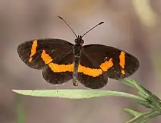 Microtia elva