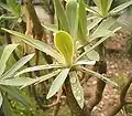 var. atropurpurea, Blattrosette