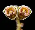 Auch bei Euphorbia echinulata sind die auffallenden Nektardrüsen hufeisenförmig verschmolzenen