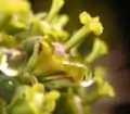 Einzelnes Cyathium (hier einer weiblichen Pflanze) von Euphorbia mammillaris mit Nektartropfen