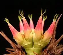 Bei Euphorbia neohumbertii ist das Paar Cyathophyllen schützend um die Cyathien gewickelt. Gut erkennbar sind die sterilen und nackten Cyathien, die nur der Nektarproduktion dienen