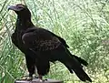 Keilschwanzadler