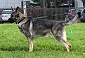 Osteuropäischer Schäferhund