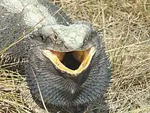 Östliche Bartagame (Pogona barbata) mit geöffnetem Mund und gespreiztem Kehlsack