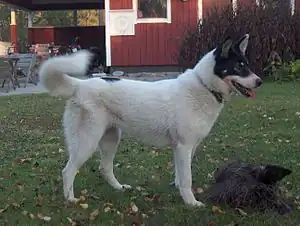 Ostsibirischer Laika