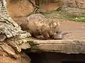 Südlicher Haarnasenwombat (Lasiorhinus latifrons)