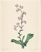 Botanische Zeichnung, 1847