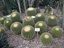 Goldkugelkaktus (Echinocactus grusonii) im Kakteenhaus