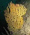 Echinogorgia sp.