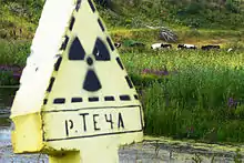 Weidende Kühe an den Ufern des radioaktiv belasteten Flusses Tetscha