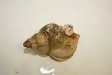 2018 Neptunschnecke