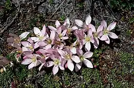 Gentianella cerastioides (Enziangewächs)