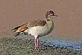 Nilgans
