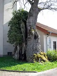 monumentaler Stamm