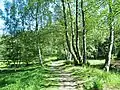 Forststeig im Naturschutzgebiet Eiland (Ostrov)