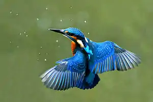 Eisvogel in der Berkelaue bei Vreden