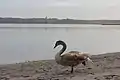 Schwan am Strand blickt aufs Wasser