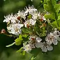 Eingriffeliger Weißdorn (Crataegus monogyna)