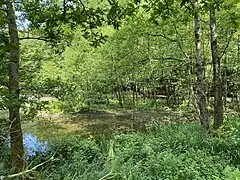 Schlammbank mit Sumpf-Schwertlilien und Erlenauwald